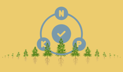 Nutrients You Need for Healthy Cannabis Growth