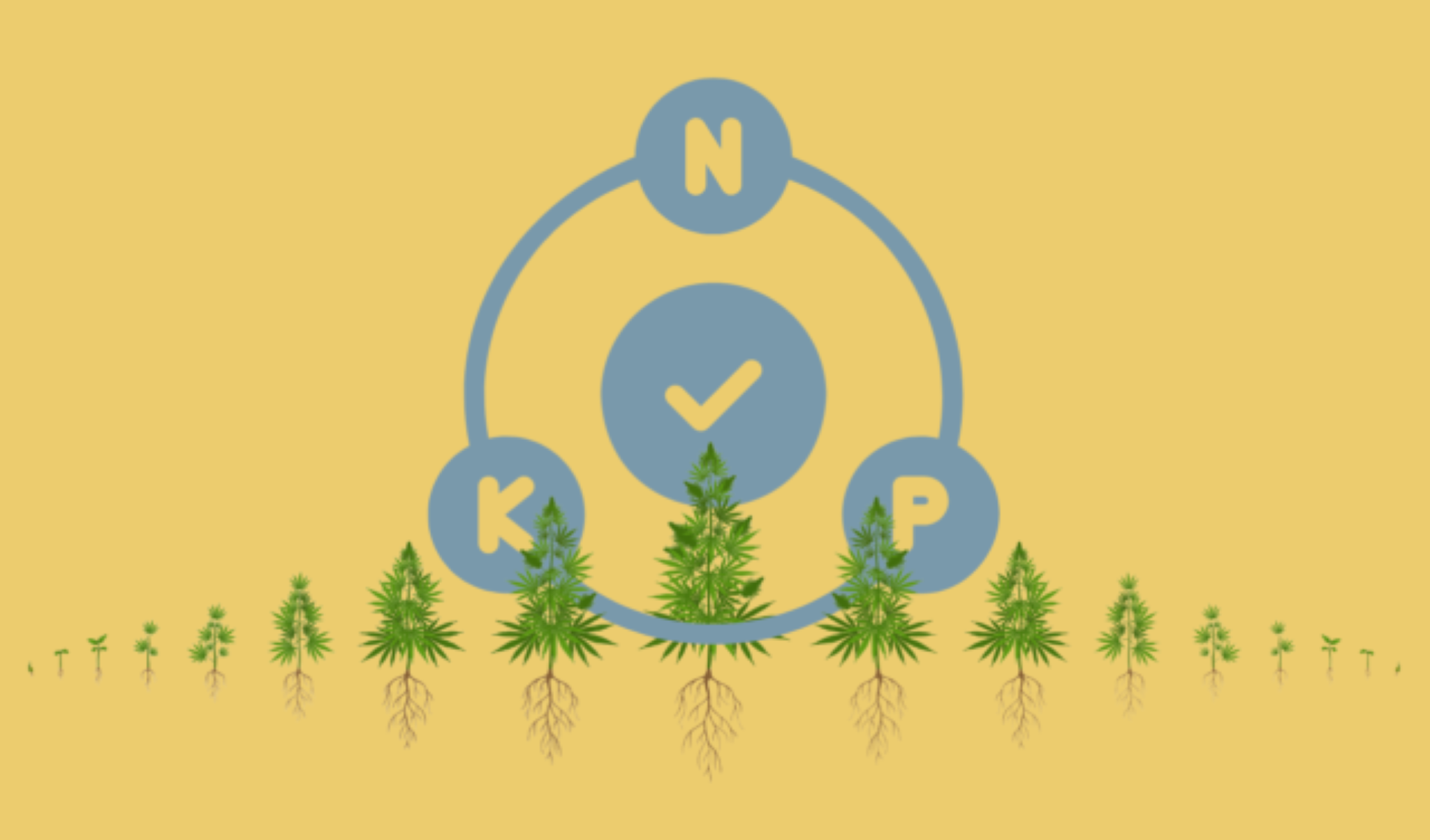 Nutrients You Need for Healthy Cannabis Growth
