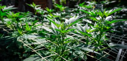 What Is the SOG Growing Method
