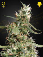 Arjan’s Ultra Haze #1