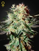 Arjan’s Strawberry Haze