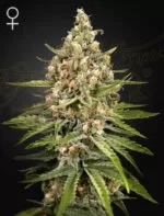 Bubba Slush