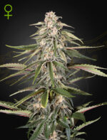 White Widow Strain Feminized Marijuana Seeds