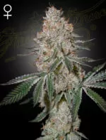 Watermelon Zkittlez X Cloud Walker (HighCloudZ)