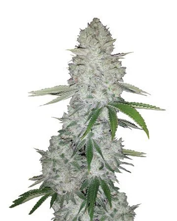 buy-gorilla-glue-auto-flowering-cannabis-seeds
