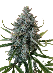 Chunky Nova Autoflower Feminized Cannabis Seeds