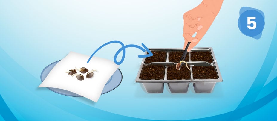 Cannabis Seeds Germination Step 5