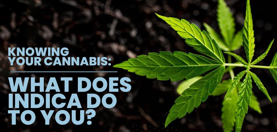 Knowing Cannabis: What Does Indica Do To You