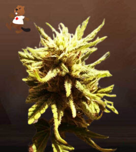 Auto CBD Green Maverick (1:20) Cannabis Seeds