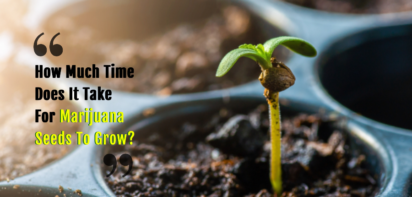 how much time does it take for marijuana seeds to grow