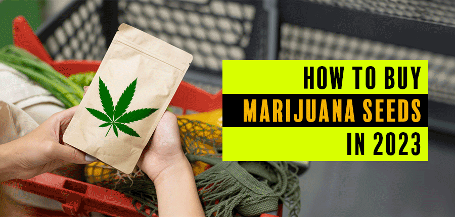 How To Buy Marijuana Seeds In 2023