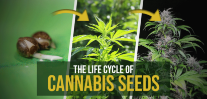 Life cycle of cannabis