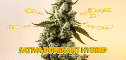 hybrid marijuana seeds