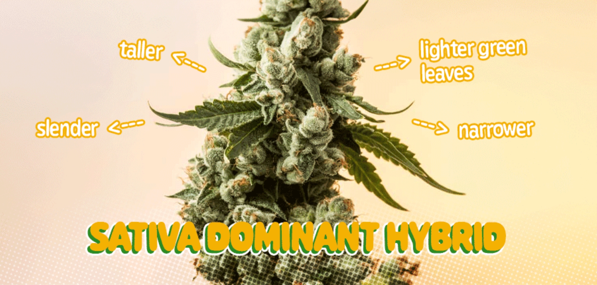 Understanding the Meaning of Sativa Dominant Hybrid