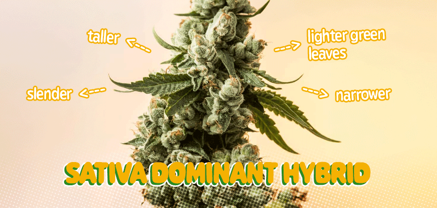 Sativa dominant hybrid marijuana seeds