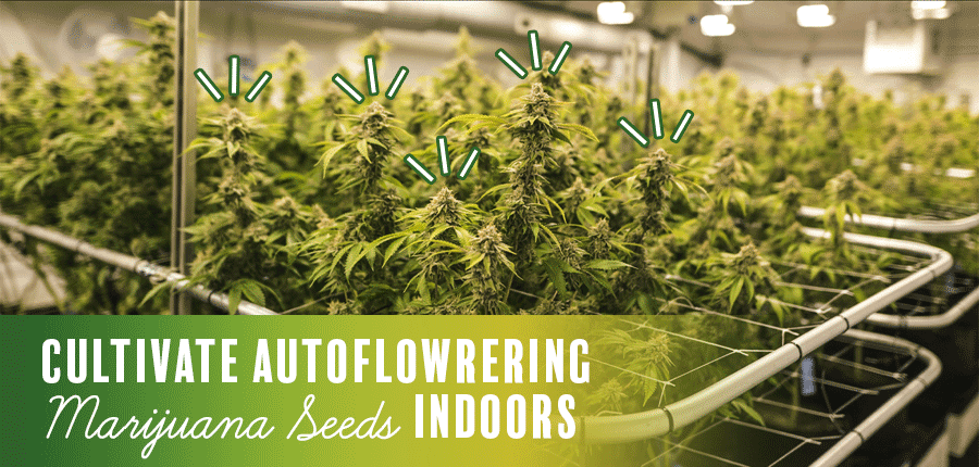 Growing autoflower marijuana seeds indoors