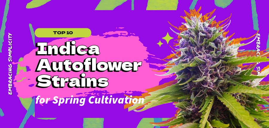 Embracing Simplicity: Top 10 Indica Autoflower Strains for Spring Cultivation