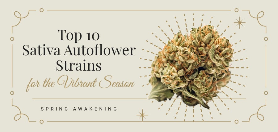 Sativa Autoflower Strains