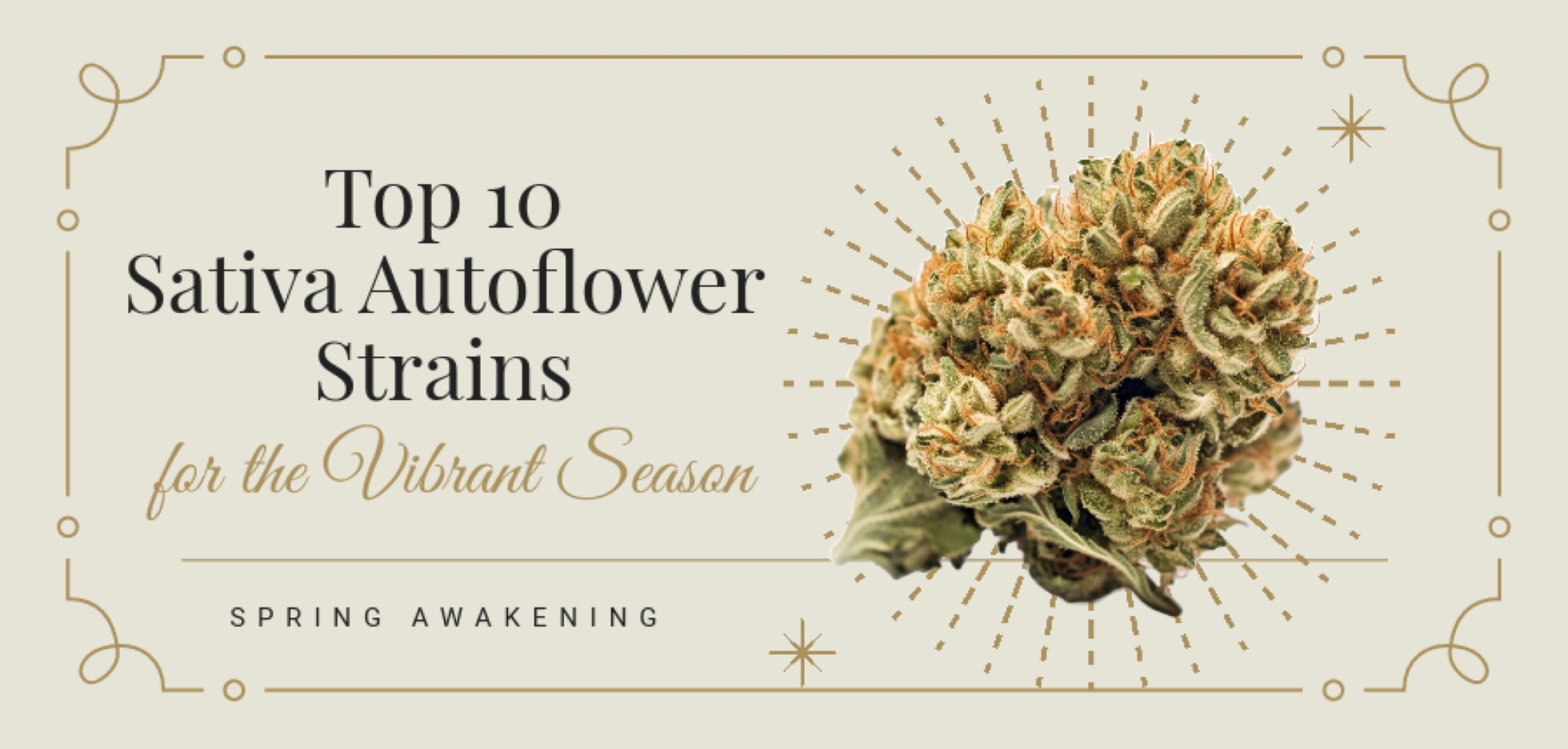Spring Awakening: Top 10 Sativa Autoflower Strains for the Vibrant Season
