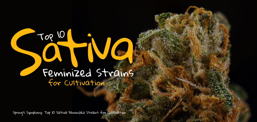 Sativa Feminized Strains