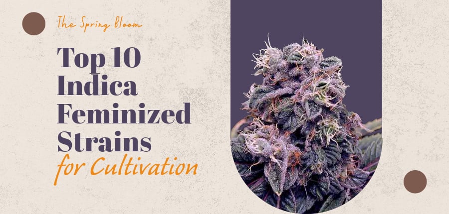 The Spring Bloom: Top 10 Indica Feminized Strains for Cultivation