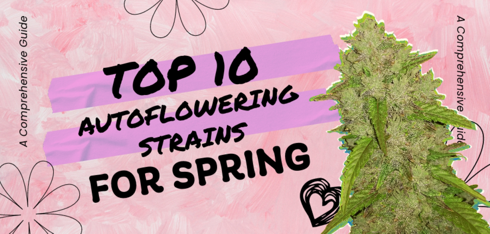 The Top 10 Autoflower Strains for Spring: A Comprehensive Guide