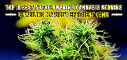 Best Autoflowering Cannabis Strains