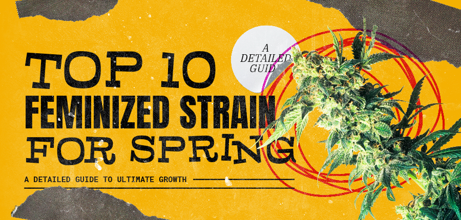 Feminized Strains