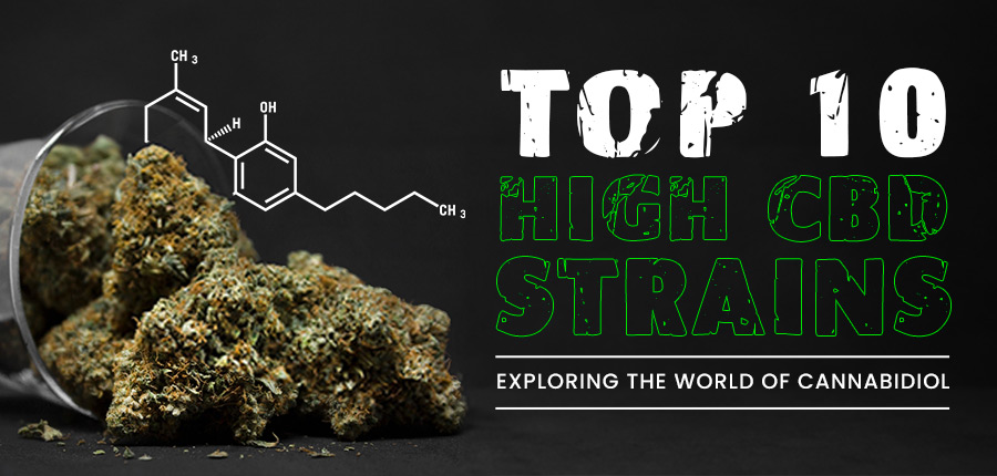 Top 10 High CBD Strains: Exploring The World Of Cannabidiol - Rocket Seeds