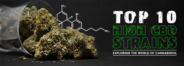 Top 10 High CBD Strains: Exploring The World Of Cannabidiol - Rocket Seeds