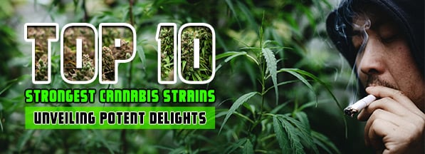 Top 10 Strongest Cannabis Strains: Unveiling Potent Delights - Rocket Seeds