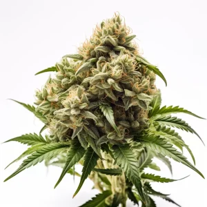 White Widow Feminized