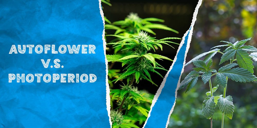 Autoflowering Feminized Seeds Grow Guide - Rocket Seeds