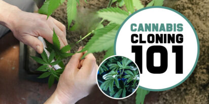 Cloning Cannabis