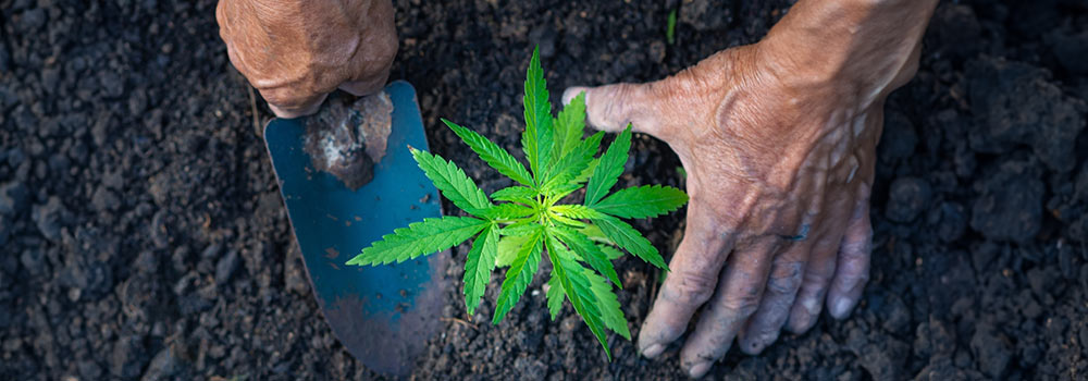 Cannabis in Soil
