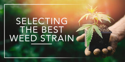 Best Weed Strain
