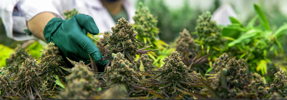 The Genesis of Autoflowering Cannabis Strains