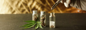 The Significance of Premium Marijuana Seeds