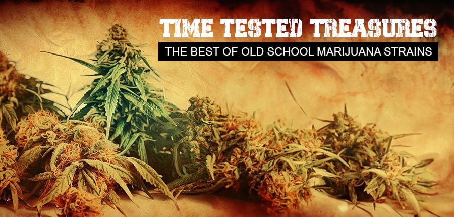 Time-Tested Treasures: The Best of Old School Marijuana Strains