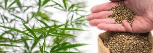 Identifying Top-Quality Marijuana Seeds
