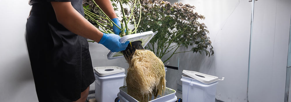 Maintaining Your Hydroponic System