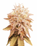 OG Kush Feminized Cannabis Seeds
