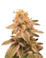 Auto CBDV Afghani Strain Feminized Cannabis Seeds