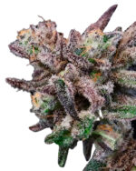 Banana Cream Sundae Strain Feminized Cannabis Seeds