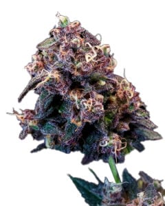 Berry Pie Strain Fast Version Feminized Cannabis Seeds