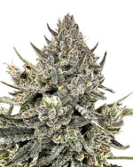 Cheeta the Hut Strain Feminized Cannabis Seeds 