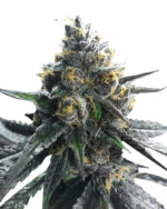 Divorce Cake Strain Feminized Cannabis Seeds 