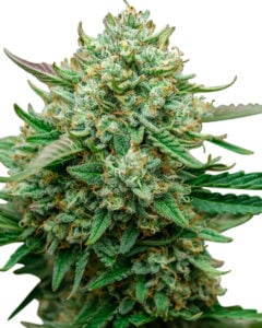 Froot by the Foot Strain Autoflowering Feminized Cannabis Seeds 