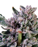 Gelato 41 Strain Feminized Cannabis Seeds
