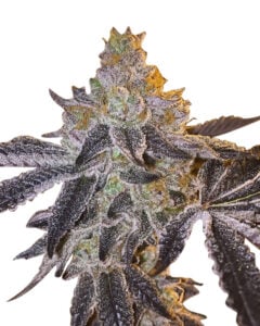 Gopher Glue Strain Fast Version Feminized Cannabis Seeds 
